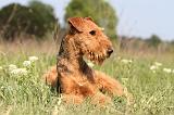 AIREDALE TERRIER 190